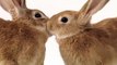 Telus Rabbit Commericial - Bunny Love