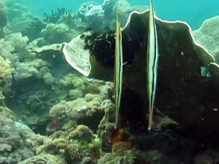 Shrimpfish at Monkey Beack, Puerto Galera