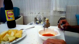 Papağanın domates çorbası keyfi
