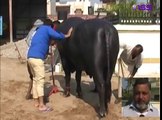 Rs 7 Crore 's Unique Bull (Murrah Buffalo) in India