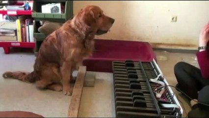 Cainele cu auz muzical perfect