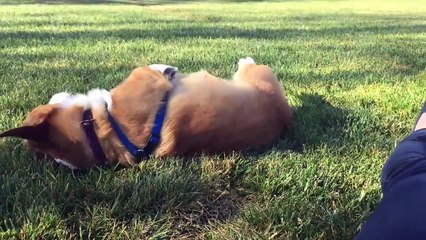 IVY Leaf Kennels - Corgis