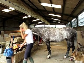 Nemo- Tacking Up