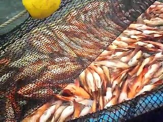 Pesca Tumaco-Colombia (Fishing in Tumaco, Colombia)