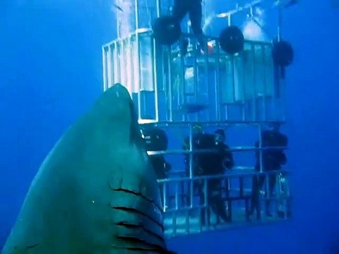 Deep Blue - The biggest great white shark ever filmed