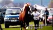 Westdawn Midnight Star Welsh Cob Section D Stallion (Jacko) Black Stallion, Westdawn Stud