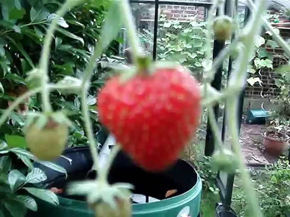 Unser Hobby-Selbstversorger-Garten (Rundgang)