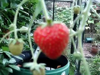 Unser Hobby-Selbstversorger-Garten (Rundgang)