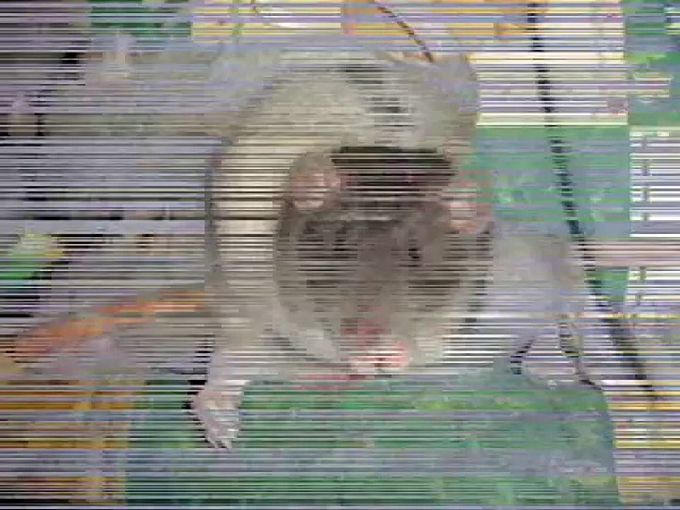 cute rats