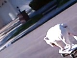 Cheeseburger the english bulldog skateboarding
