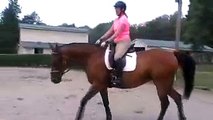 Hot nervous horse. Learning how to canter relaxed  S4  Horse Training
