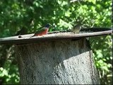 Attracting and Caring for Hummingbirds Hummer House