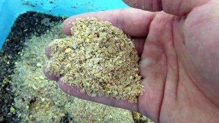 How to Setup a Black Soldier Fly Nursery