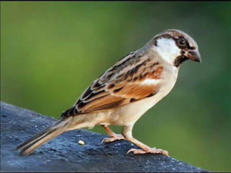 Nightingale voice from street (Bülbül sesi)