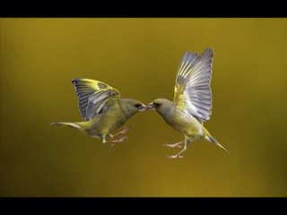 Yahudiler Neden Yeryüzünde Bozgunculuk Yapıyor