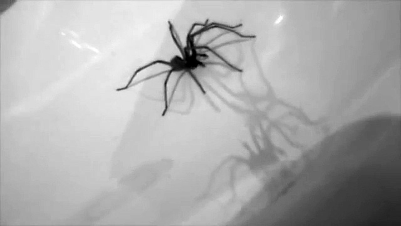Real Spider Walk Cycle Studio B/W