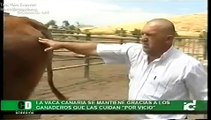 Vacas Matias Peña