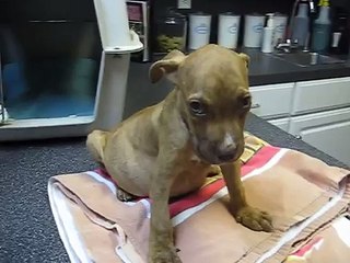 Fatal Animal Abuse, Sick Puppy Left to Starve in Yard FL