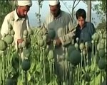 NetworkNewsToday: AFGHANISTAN: OPIUM EXPORTS (U.N. DRUG & CRIME OFFICE)