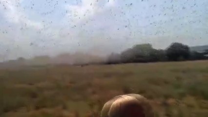 Una plaga de langostas azota Rusia