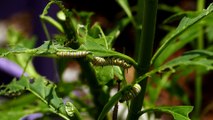 Monarch Caterpillars feeding on the Milkweed plant.