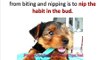 Puppy Obedience Training - How to Stop Your Dog from Nipping and Biting