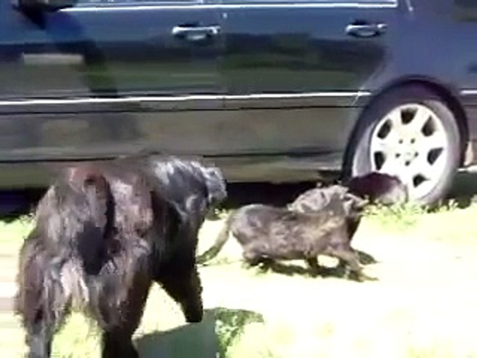 【ネコ動画】ネコのマジ喧嘩　まさかの展開が