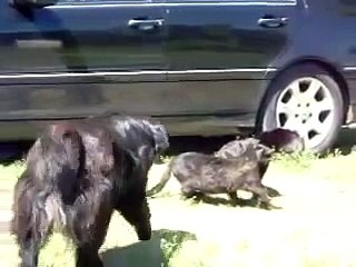 【ネコ動画】ネコのマジ喧嘩　まさかの展開が