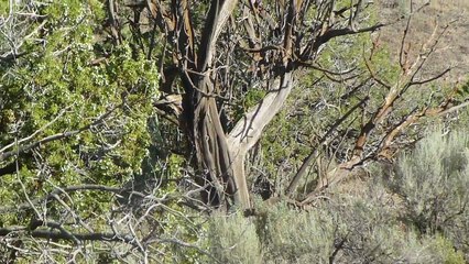 Rat Terriers and friends hunting