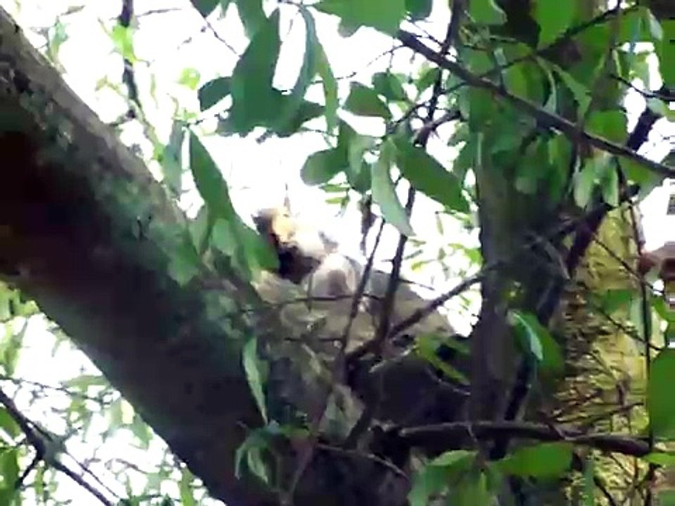 Esquilo comendo noz