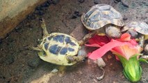 Un tortue sur le dos mange une fleur