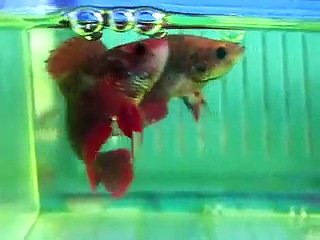 Female Betta Fighting.