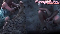 Cheetah attacked reporter 2015   Cheetah attack the people   Animal attack human