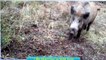 Animal Fights 2015 - Wild Boar attacks hunting dogs part 2