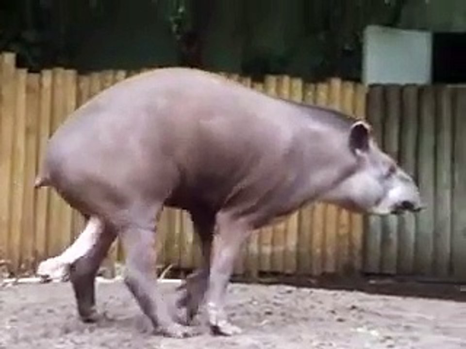 Giant Tapir Penis Ready for animal funny