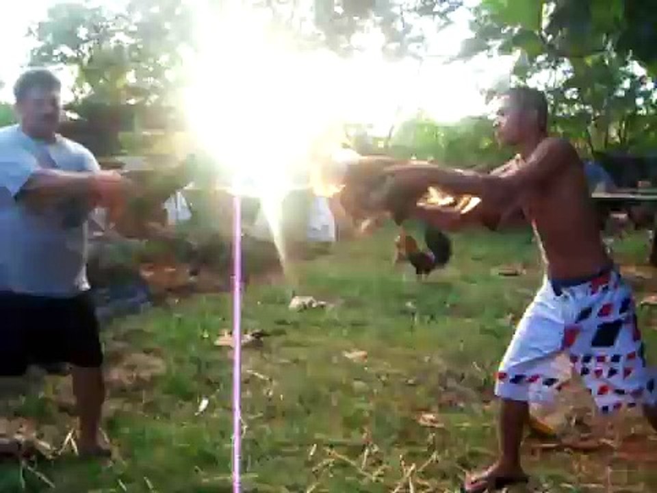 cockfighting guam