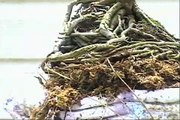 BONSAI EASY NEW METHOD # 29-EXPOSED ROOTS CHINESE ELM