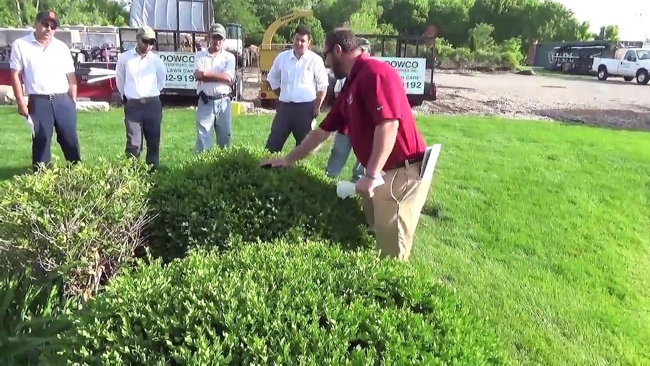 How to Trim & Prune Trees & Shrubs Basic Training