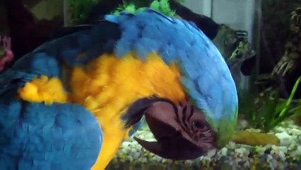 Niko - ara ararauna