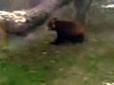Panda rojo Zoologico de Chapultepec