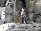Penguins at Monterey Bay Aquarium