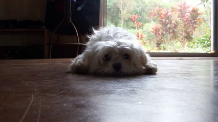 Cute maltese dog video "Bella plays dead"