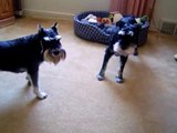 Mini Schnauzers playing (Oliver & Taylor)