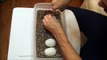 Cutting Ball Python Eggs - Clutch #8 - Piebald x Het. Piebald