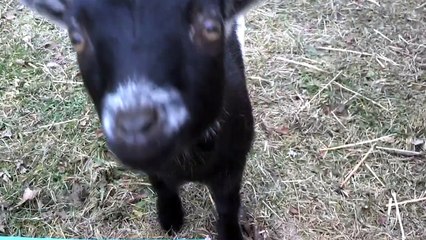 2012-12-17 GOATS PLAYING IN THE YARD