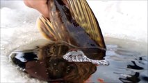 Ismete efter gädda - Del 2 i isfisket