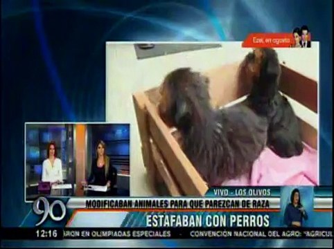 Detenidos por teñir a cachorros y venderlos como perros de raza