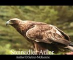 Adler Steinadler Tiere Animals Natur SelMcKenzie Selzer-McKenzie