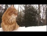 Cats playing in snow - Cute cats