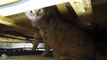 Scaredy Cat Hides in the Basement Ceiling